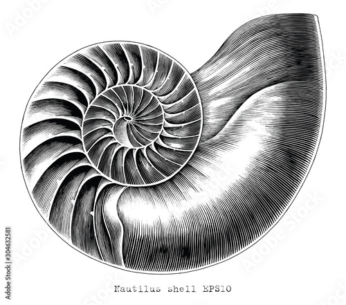 Antique engraving illustration of Nautilus shell hand draw black and white clip art isolated on white background photo