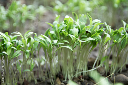 Sapling growing from the ground