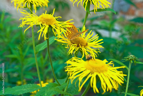 Yellow Oxeye flowers (Telekia speciosa) with a mother-of-pearl butterfly (Argynnis paphia) sitting on them.