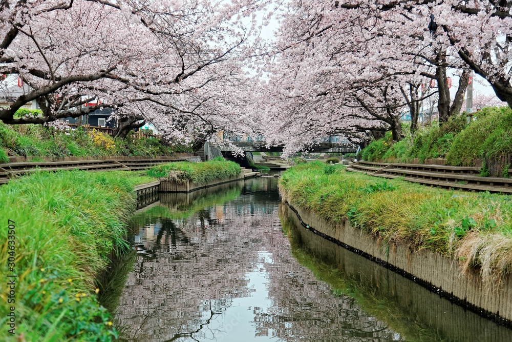 Beautiful archway of pink cherry blossom trees ( Sakura Namiki ) on the river bank of a canal in Fukiage, Saitama, Japan ~ Romantic spring scenery of Japanese countryside in sakura season Beautiful archway of pink cherry blossom trees ( Sakura Namiki ) on the river bank of a canal in Fukiage, Saitama, Japan ~ Romantic spring scenery of Japanese countryside in sakura season