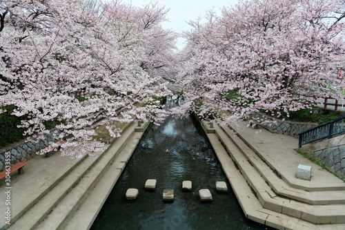 Romantic walkway beneath pink cherry blossoms ( Sakura Namiki ) along a small river bank in Fukiage City, Konosu, Saitama, Japan ~ Beautiful spring scenery of Japanese countryside during sakura season photo