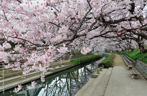 Riverside walkways under beautiful archways of pink cherry blossom trees (Sakura Namiki) along the river bank of a canal in Fukiage City, Saitama, Japan~Romantic spring scenery of Japanese countryside photo