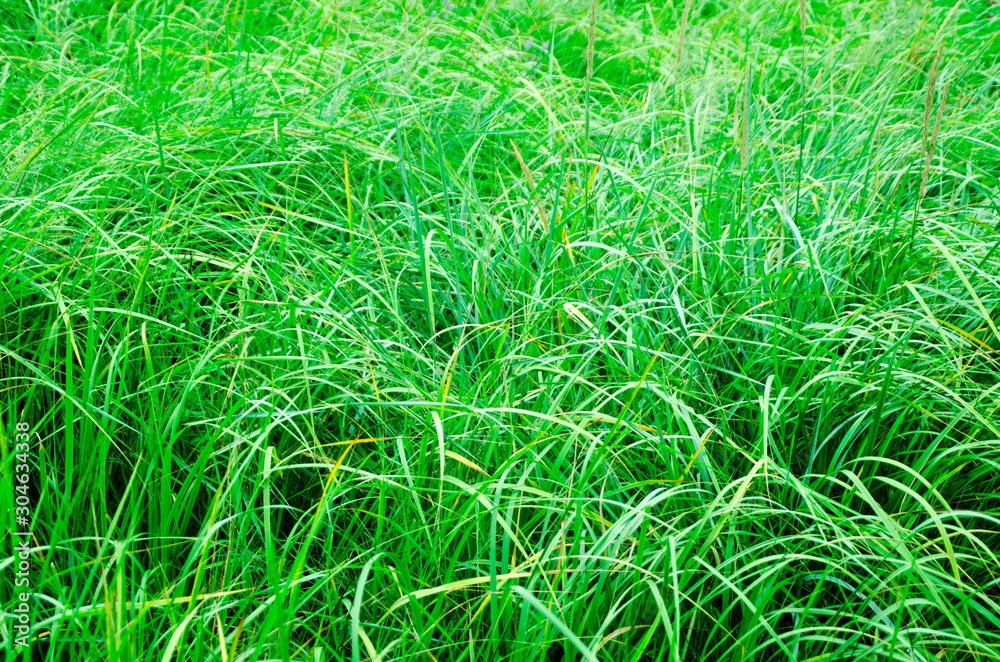 Texture of juicy and green grass
