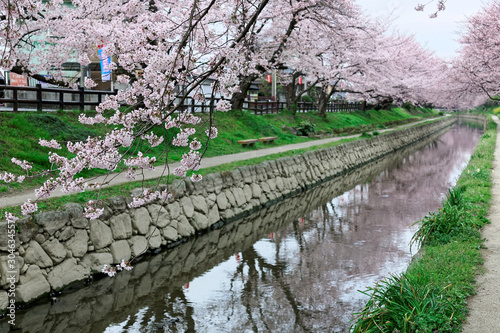 Scenery of a romantic archway of Sakura trees ( Sakura namiki ) reflected in the water of a canal and a riverside walkway on the riverbank under vibrant pink cherry blossoms in Fukiage, Saitama, Japan photo