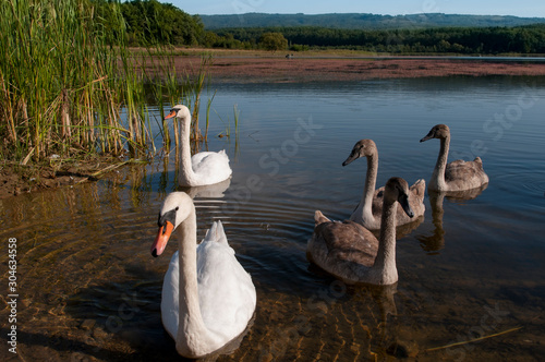 white swans on an autumn lake on a sunny day