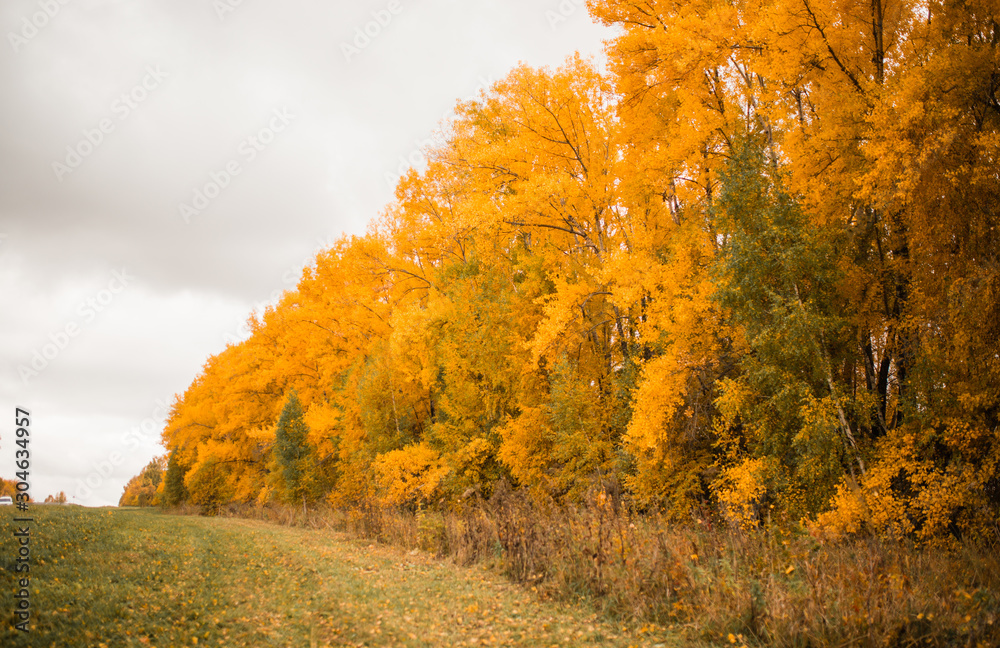 autumn. yellow bright trees in autumn. beautiful autumn landscape.
