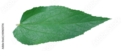 Green leaves on white background
