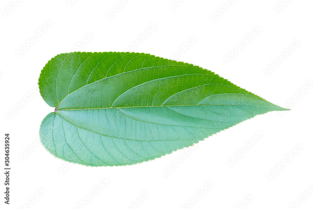 Obraz premium Green leaves on white background
