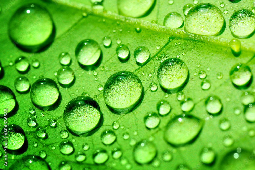 water drops on green leaf, purity nature background, macro shot.
