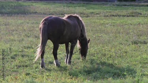 A brown horse with white spots eats green grass on the field, it is tied with an iron chain. Concept of helping a pet for a human
