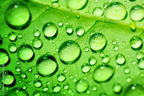water drops on green leaf, purity nature background, macro shot.