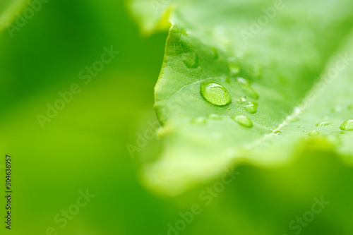 green leaf with water drops, macro shot, purity nature background
