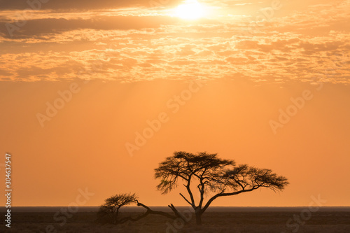 Sunrise over an african acacia tree  Etosha national park  Namibia  Africa