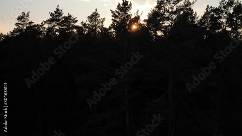 Forest, pines, sunset, aerial video