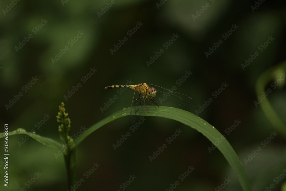 single yellow Dragonfly on the grass with blur background. close up shot of Dragonfly on the grass with green background single yellow Dragonfly on the grass with blur background. close up shot of Dragonfly on the grass with green background