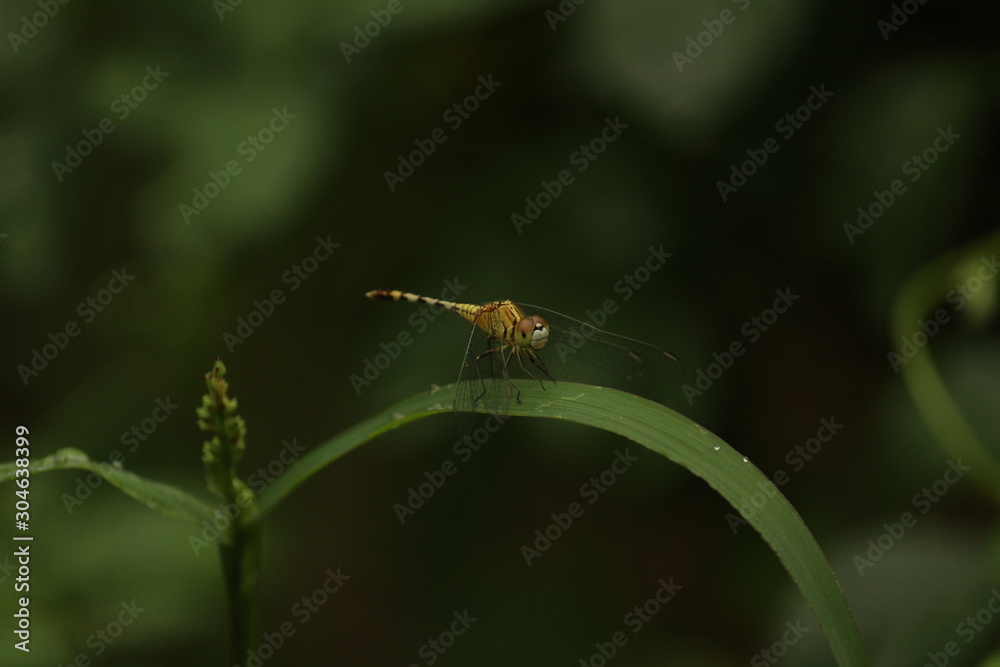 single yellow Dragonfly on the grass with blur background. close up shot of Dragonfly on the grass with green background single yellow Dragonfly on the grass with blur background. close up shot of Dragonfly on the grass with green background