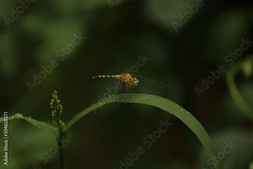 single yellow Dragonfly on the grass with blur background. close up shot of Dragonfly on the grass with green background