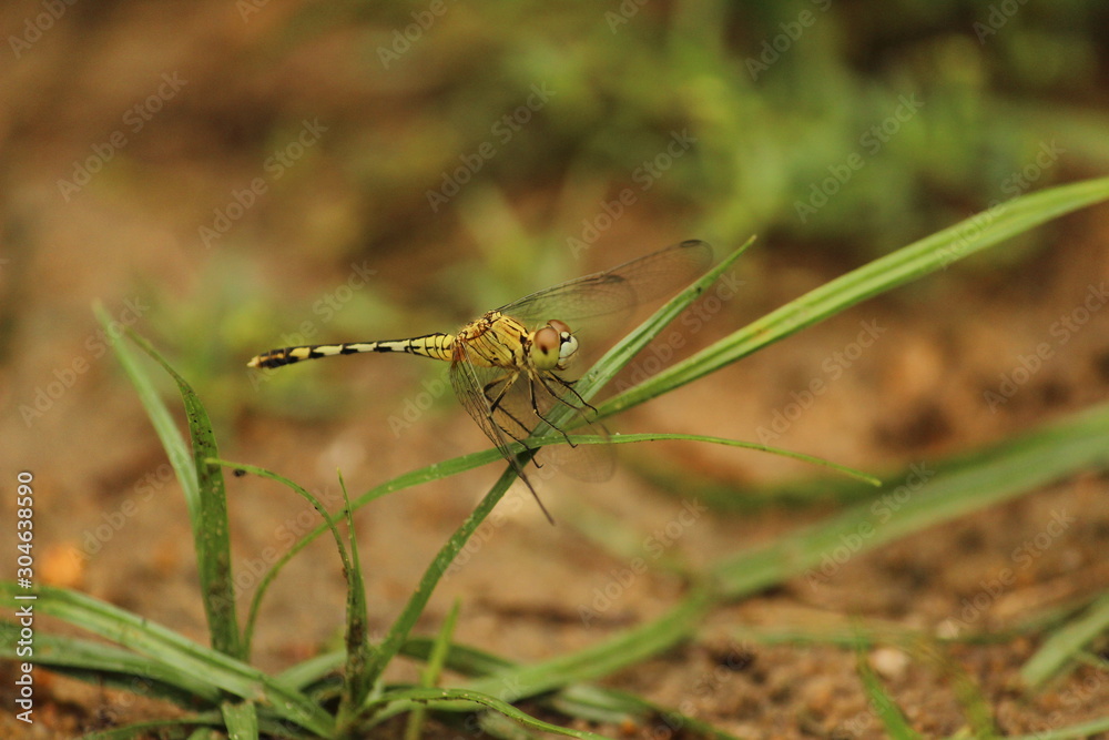 single yellow Dragonfly on the grass with blur background. close up shot of Dragonfly on the grass with green background