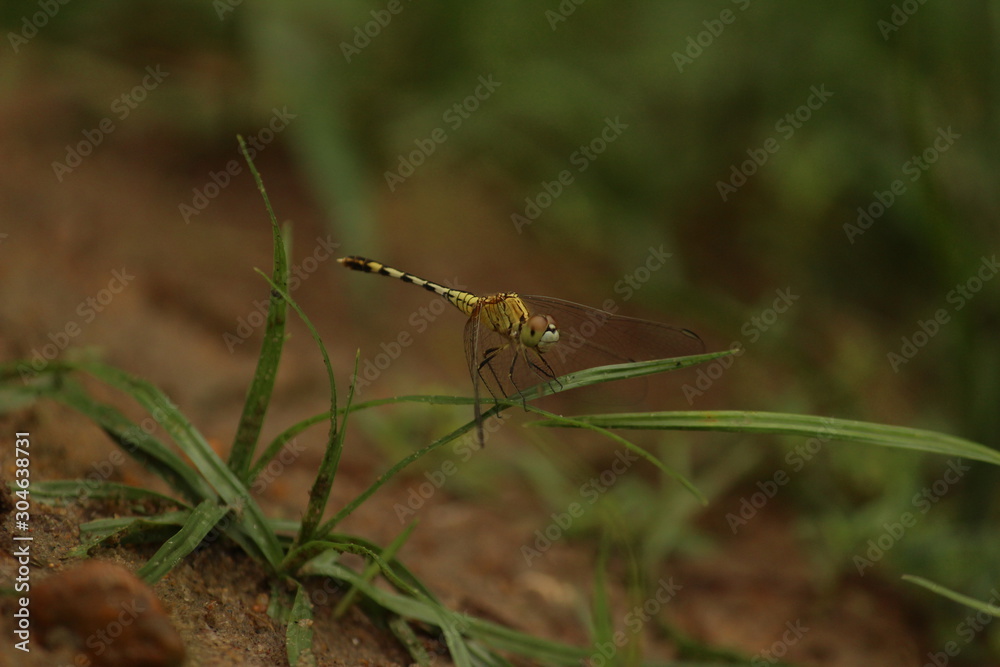 single yellow Dragonfly on the grass with blur background. close up shot of Dragonfly on the grass with green background single yellow Dragonfly on the grass with blur background. close up shot of Dragonfly on the grass with green background