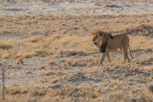 A male lion walking through the sand, Etosha national park, Namibia, Africa
