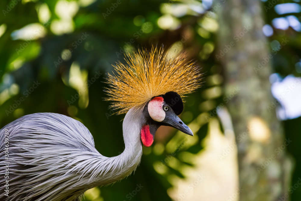 Fototapeta premium Grey Crowned Crane in Bali Island Indonesia
