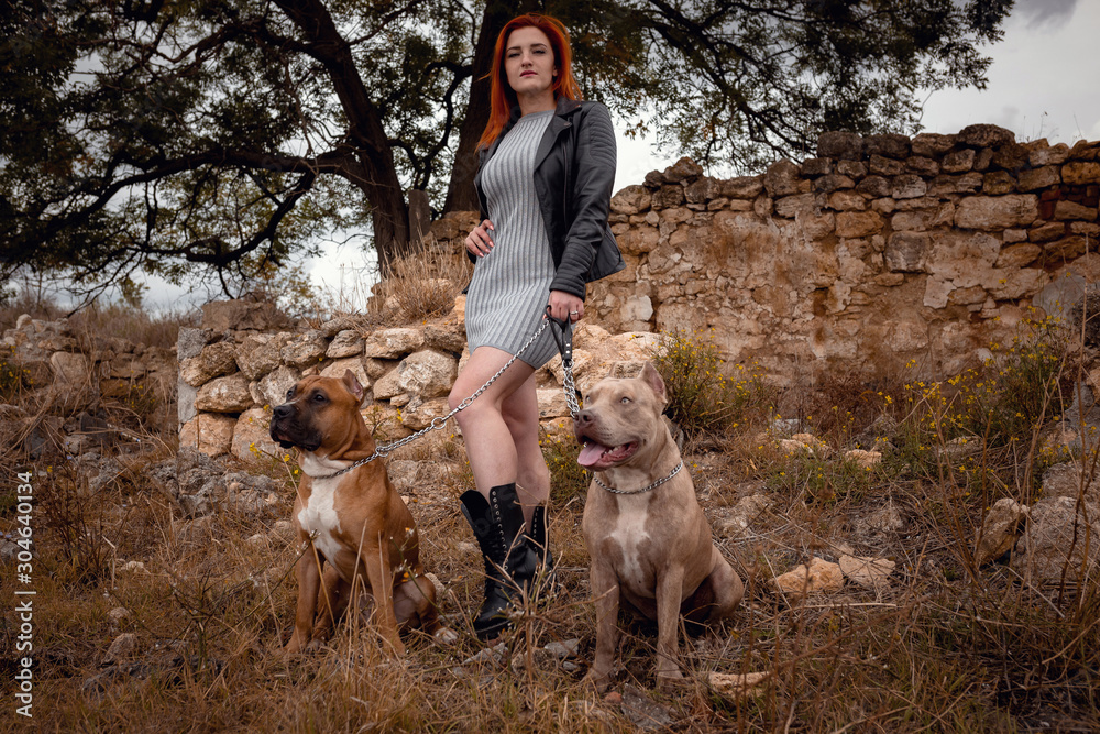 woman with two beautiful American Staffordshire pitbulls woman with two beautiful American Staffordshire pitbulls