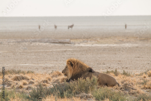 A male lion walking through the sand  Etosha national park  Namibia  Africa