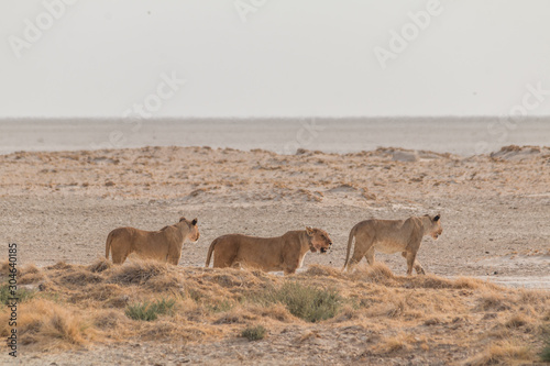Fototapeta Naklejka Na Ścianę i Meble -  Lions in the sand dunes of the Etosha pan, Namibia, Africa