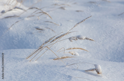 Frozen grass in the snow