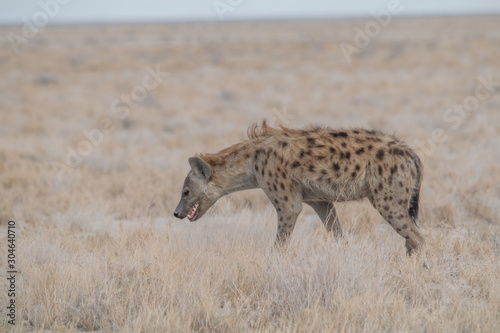 Spotted hyena walking around  Etosha national park  Namibia  Africa