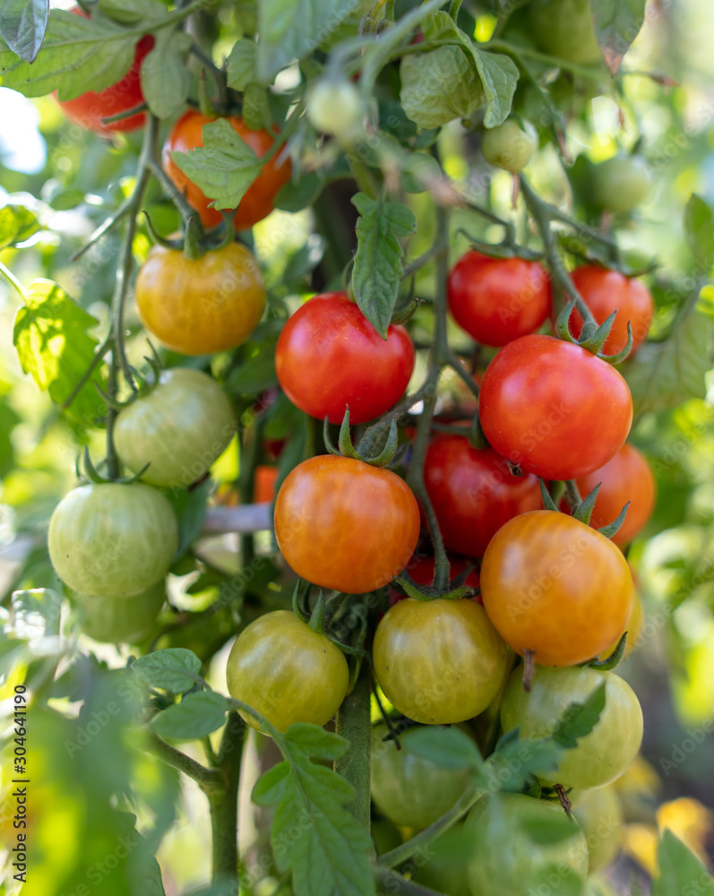 Ripe cherry tomatoes on a plant in the garden