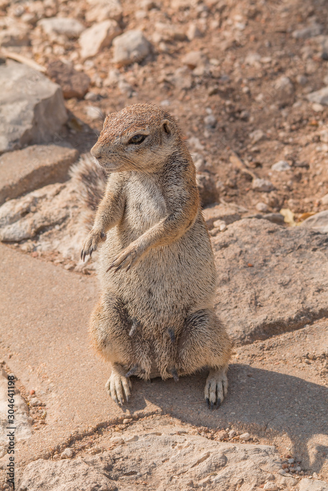 Cape ground squirrel in the Etosha national park, Namibia, Africa Cape ground squirrel in the Etosha national park, Namibia, Africa