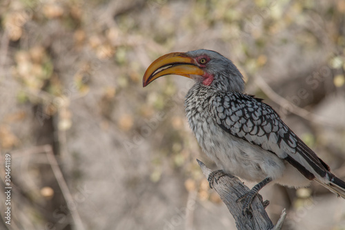 Southern yellow billed hornbill hunted a mouse, Etosha national park, Namibia, Africa