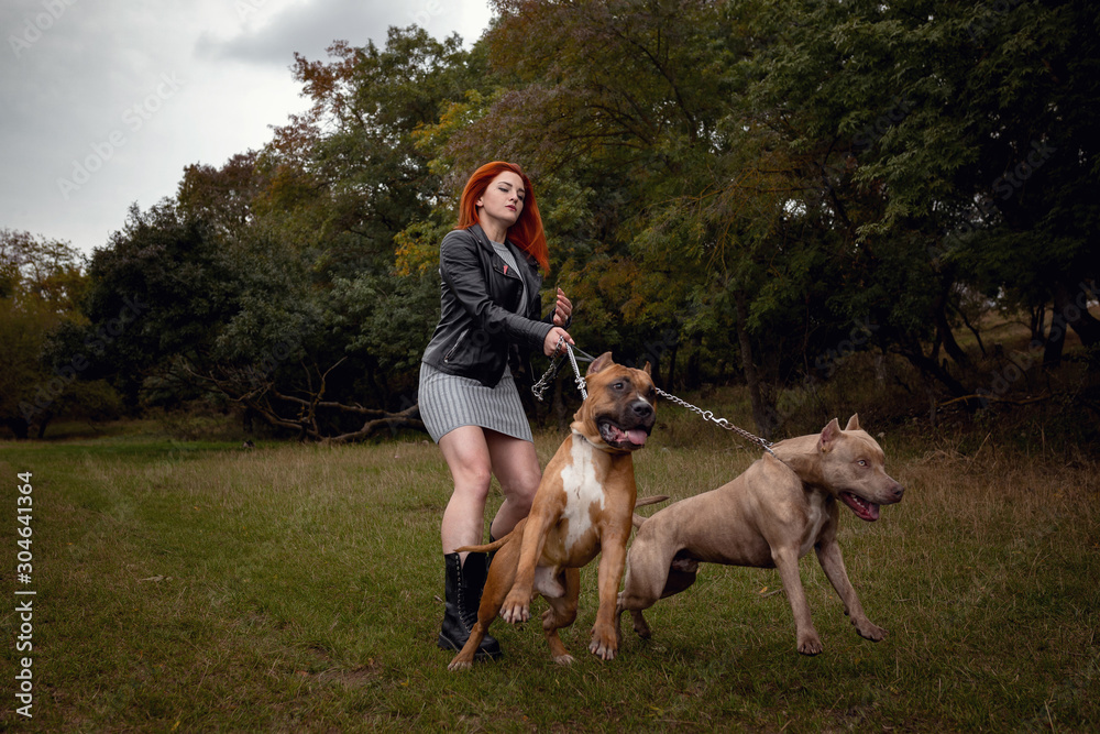 woman with two beautiful American Staffordshire pitbulls woman with two beautiful American Staffordshire pitbulls