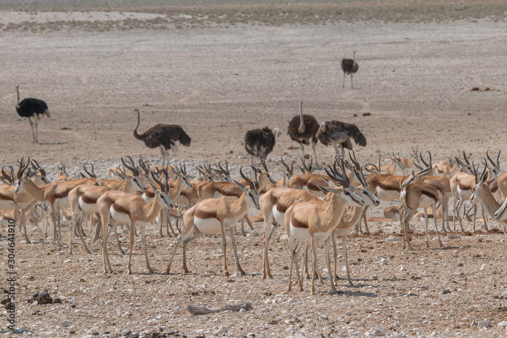 Impalas and common ostriches in the desert, Etosha national park, Namibia, Africa Impalas and common ostriches in the desert, Etosha national park, Namibia, Africa
