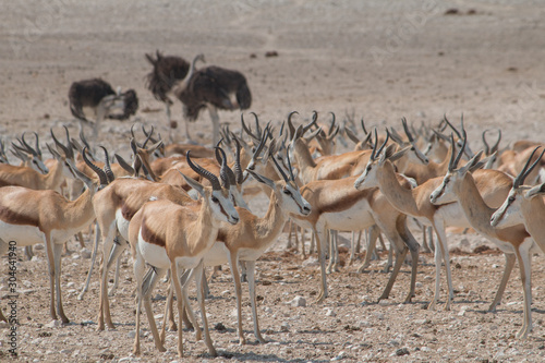 Impalas and common ostriches in the desert, Etosha national park, Namibia, Africa