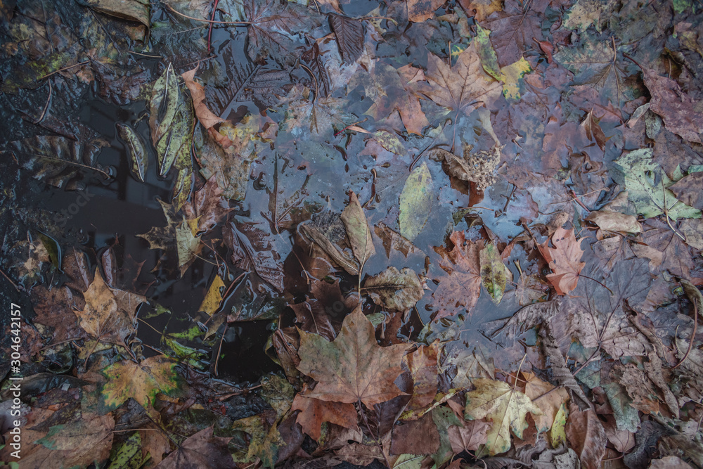 Autumn leaves in a dirty puddle