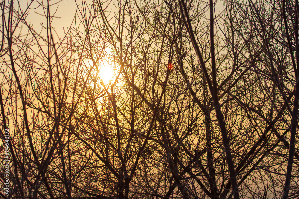 Leafless tree branches at dawn of the sun Leafless tree branches at dawn of the sun