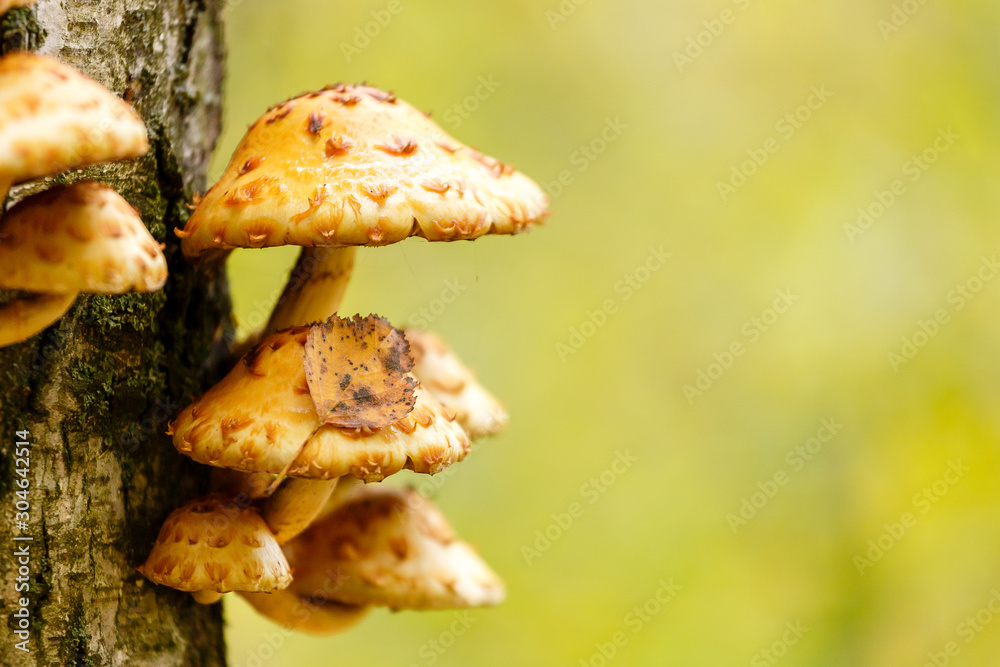 mushrooms growing on a tree in the autumn forest mushrooms growing on a tree in the autumn forest