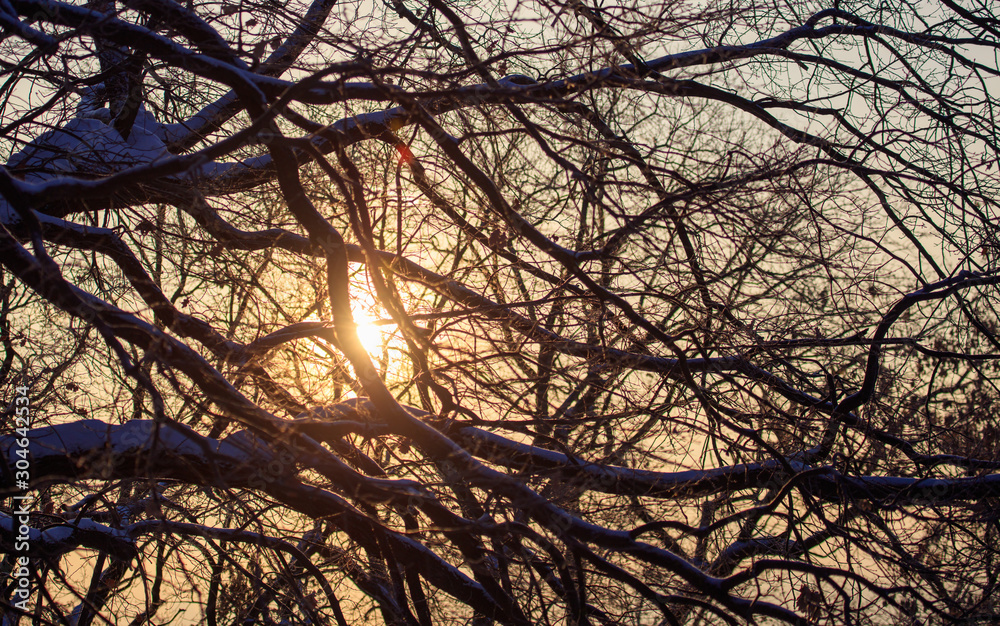 Leafless tree branches at dawn of the sun Leafless tree branches at dawn of the sun