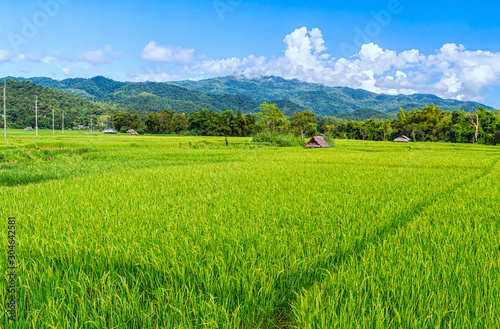 Landscape view of huts in the green rice field on the mountain with blue cloud sky