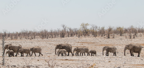 Elephants wandering through the shrubland  Etosha national park  Namibia  Africa