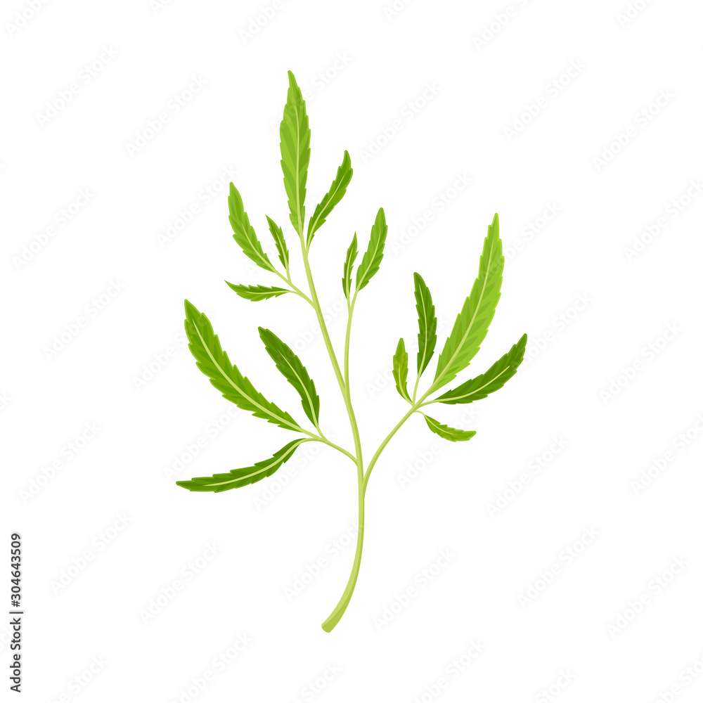 Cannabis Detailed Twig Vector Illustrated Object Isolated On White Background