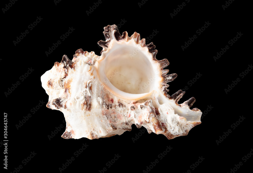 Sea shell isolated on a black background Sea shell isolated on a black background