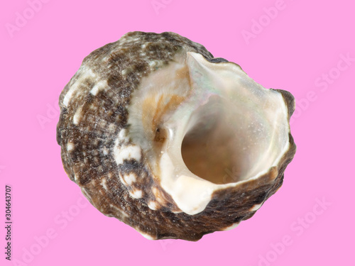 Sea shell isolated on a pink background