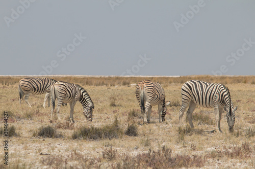 Plains zebra in the Etosha park  Namibia  Africa