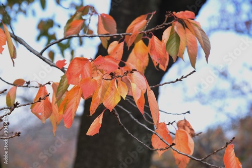 Seasonal background / The autumn leaves of the cherry tree.