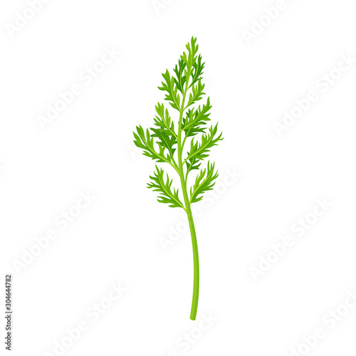Top Leaves of Carrot Vector Illustrated Element.