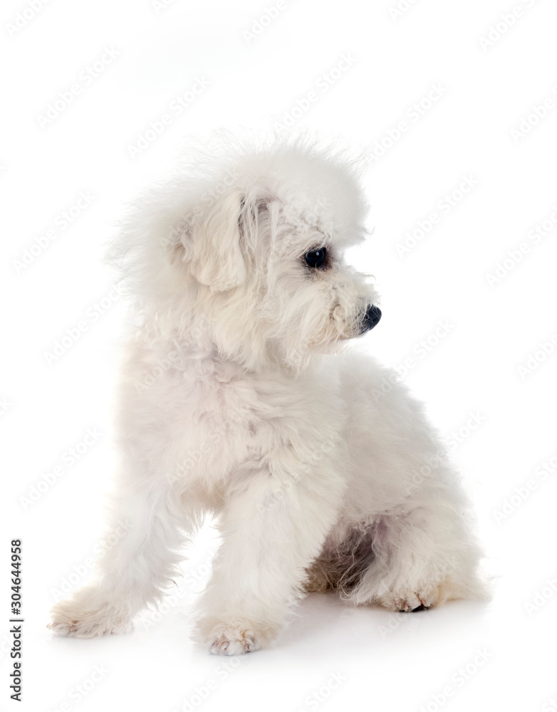 Bichon Frise in studio