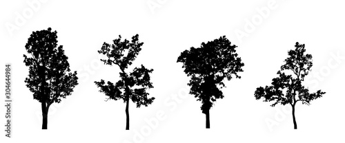 Fototapeta sylwetki drzew iglastych na białym tle